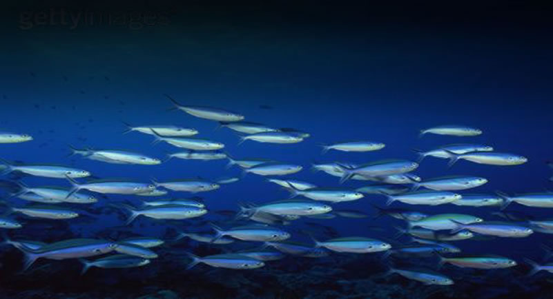 foto-pagina-pesca-sostenible
